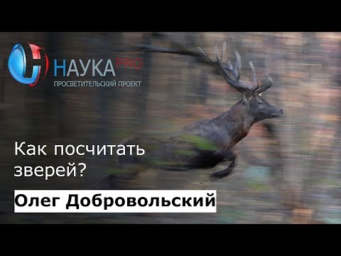 Видео: Как посчитать зверей? | Лекции по зоологии – золог Олег Добровольский | Научпоп