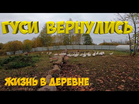 Видео: Гусята вернулись [Жизнь в деревне  ]