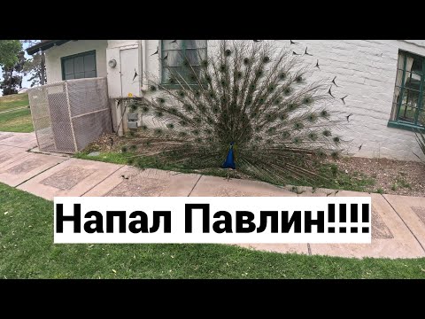Видео: Павлины в Лас-Вегасе. Парк - кладбище. Выходные в Америке