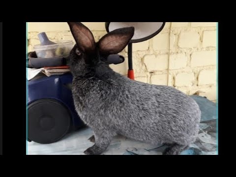 Видео: Полтавское серебро (1 часть)Обзор породы👍👍👍