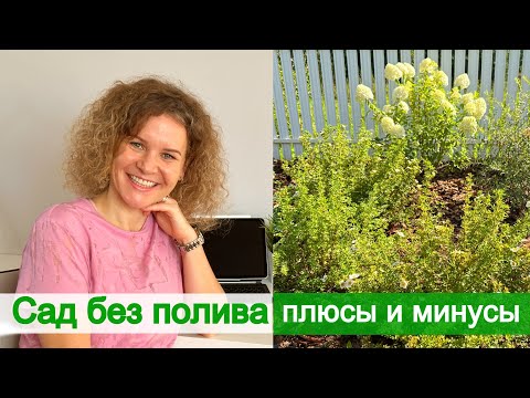 Видео: Названия растений в саду без полива. Принципы посадки. Какие кустарники убрала и почему