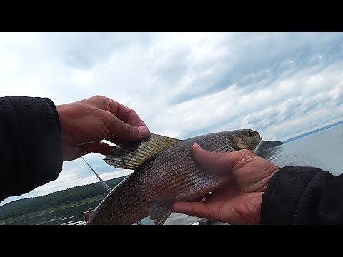 Видео: ХАРИУС ННАДА?!?! РЫБАЛКА НА АНГАРЕ