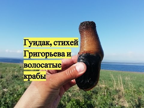 Видео: Гуидак, стихей Григорьева и волосатые крабы / Digging for Geoduck