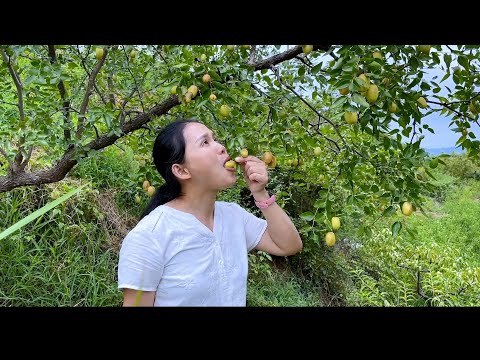 Видео: Набрала полную корзину фиников, трижды пропарила их и трижды высушила, они были большими