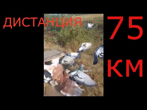 Видео: голубиные гонки 75 км