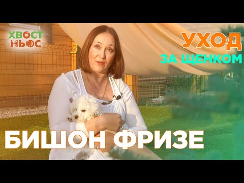 Видео: Уход за щенком Бишон фризе