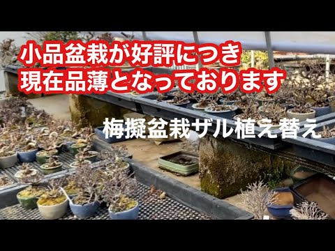 Видео: Их два Как сделать небольшой осенний бонсай 5 см или меньше Можно сделать два маленьких осенних бонс