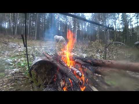 Видео: Охота на Коне с Лайками - 1 серия (заезд)