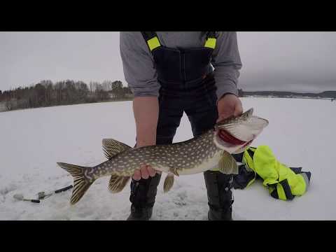 Видео: Капканы сделали мою рыбалку.Проверка  с утра.
