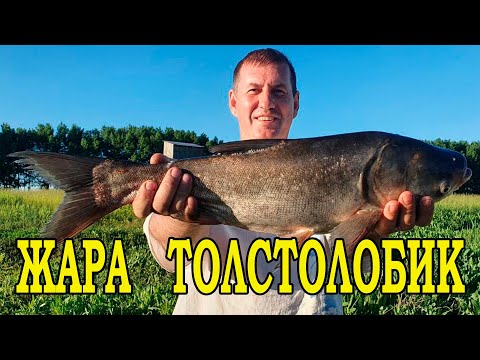 Видео: ЖАРА, время ловить ТОЛСТОЛОБИКА!