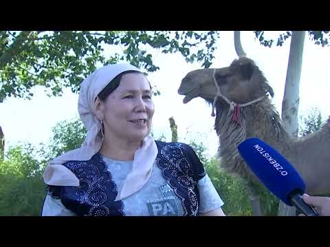 Видео: Қарақалпақстан Республикасының Тахтакөпір ауданындағы әлеуметтік, мәдени өмір.