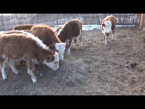 Видео: Тумэрэй Балданай нангин бууса