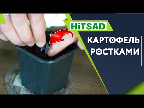 Видео: ПОСАДИТЕ ТАК КАРТОФЕЛЬ ДЛЯ СУПЕР УРОЖАЯ ✔️ КАРТОФЕЛЬ РОСТКАМИ