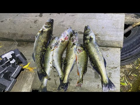 Видео: Судаки, сомики, щуки. Ночная подводная охота в сентябре. Рефтинское водохранилище.