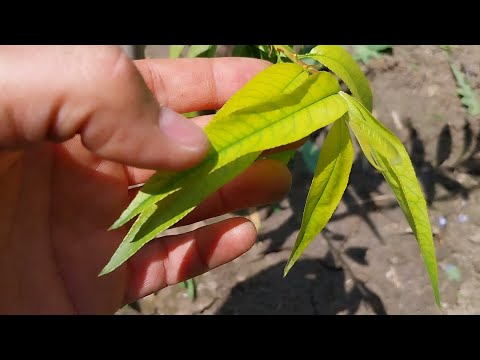 Видео: Хлороза по овошките