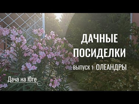 Видео: Дачные посиделки - Олеандры