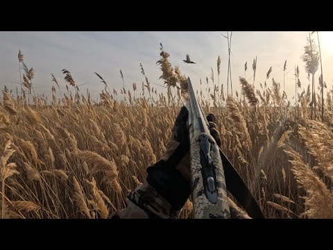 Видео: Қырғауыл аңшылық.Охота на фазана. Outdoor hunting and cooking  pheasant.