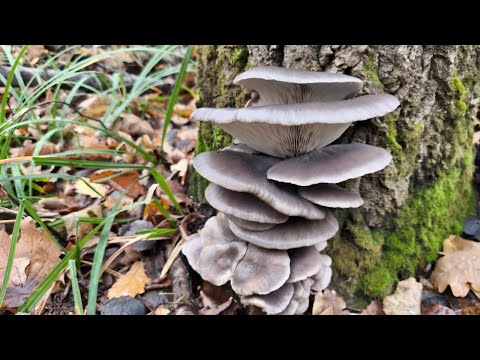 Видео: СКАЗОЧНАЯ ОСЕНЬ!!! В каждом лесу грибы. Сбор грибов в ноябре