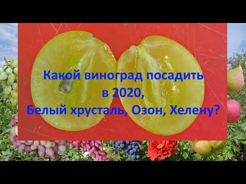 Видео: @Какой виноград посадить в 2020, Белый хрусталь, Озон, Хелену