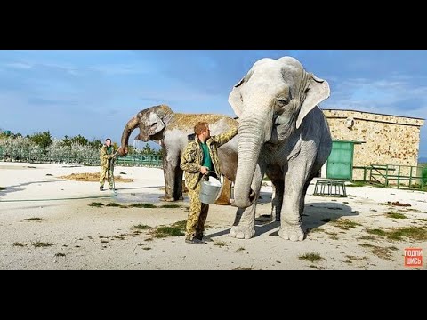 Видео: Слониху Магду купают, а слониху Джени задабривают яблочками!