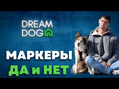 Видео: Маркеры в дрессировке 🐶 Нужно ли говорить Да и Нет собаке