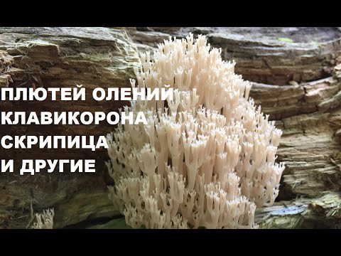 Видео: Когда в лесу пусто, а грибов хочется! Малоизвестные съедобные грибы. Псевдоежовик студенистый.