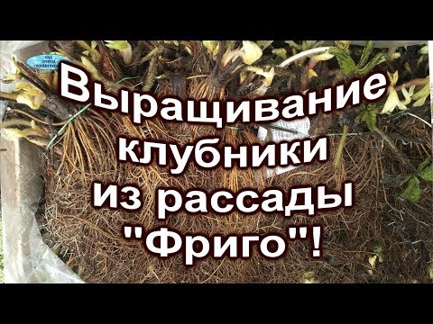 Видео: Рассада клубники " фриго"-что это?