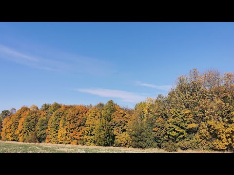 Видео: Дивні грибники з'явились у лісі замість опеньків.