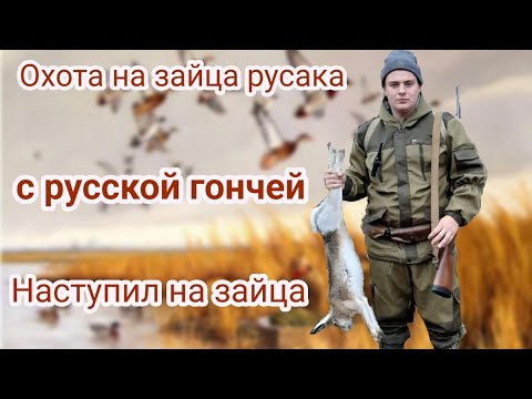 Видео: Охота На Зайца Русака. Наступил на зайца.