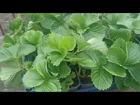 Видео: ЗА ЭТОТ СОРТ КЛУБНИКИ 2 НЕДЕЛЮ РВУТ МОЙ НОМЕР ТЕЛЕФОНА// ВАЦАП ДЛЯ ЗАКАЗА 89152458159