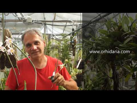 Видео: Как се тори орхидея - 3 ценни съвета от Крум
