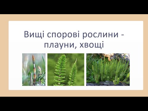 Видео: Вищі спорові рослини - плауни, хвощі