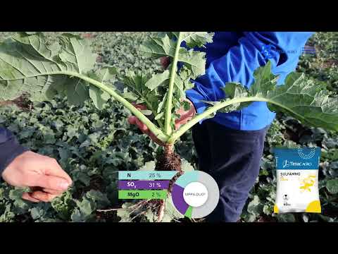 Видео: Добри практики при рапица, Видин - част 2