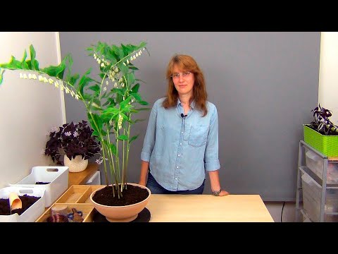 Видео: Купена. Посадка и уход.