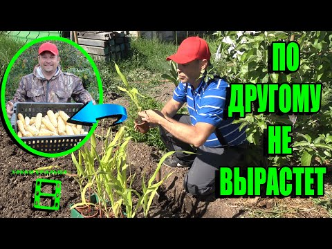 Видео: ТОНКОСТИ ПОСАДКИ РАССАДЫ КУКУРУЗЫ И ПОДСОЛНУХА В СЕВЕРНЫХ РЕГИОНАХ. САД (ОГОРОД) И ТЕПЛИЦА 19-21