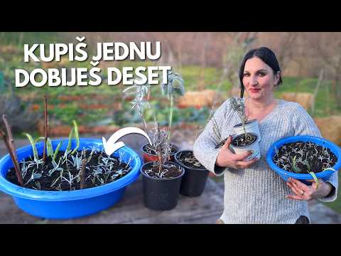 Видео: Купи ОДНО, получи ДЕСЯТЬ - Простое размножение растений