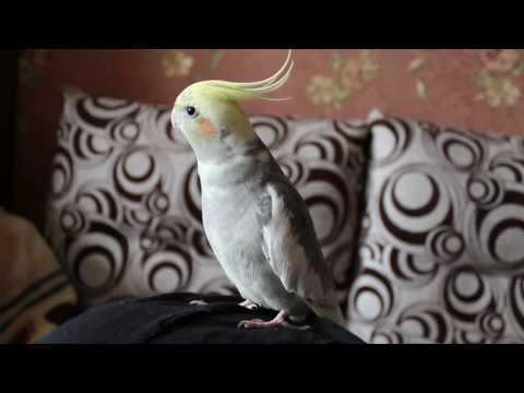 Видео: Юлик (песни поет "папе")