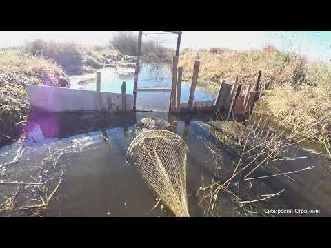 Видео: Пересохшие ручейки полные рыбы.  Ловлю  огромных карасей прямо руками. Рыбалка в дикой Сибири.