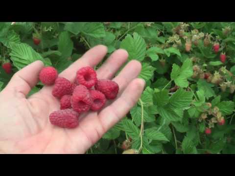 Видео: Огляд сорту малини Радзійова / Обзор сорта малины Радзеёва