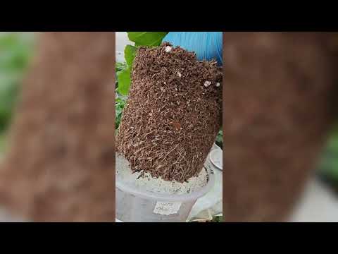 Видео: #76_24.04.2025 как полить пеларгонию и не залить