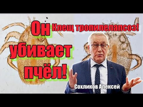 Видео: Клещ ТРОПИЛЕЛАПСОЗ. Гибель пчёл. Методы борьбы.