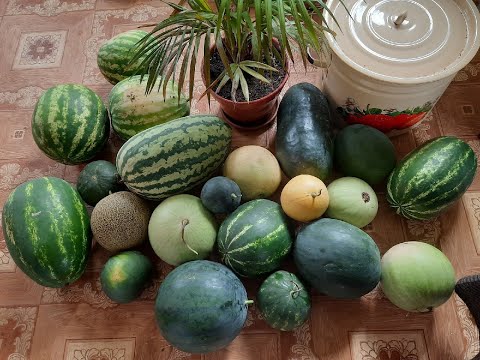 Видео: Выращивание арбузов в средней полосе.      Часть 1 Проращивание семян, посадка и прививка арбузов.