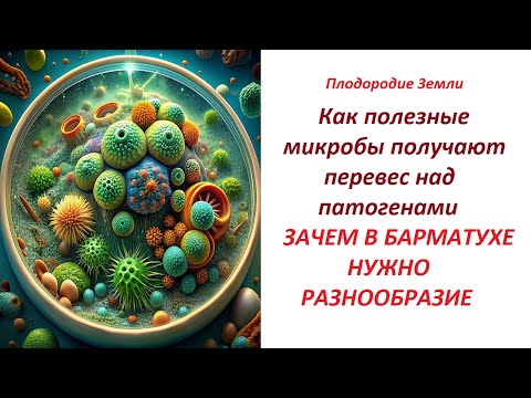 Видео: 🔥Как нейтрализуются патогены в почве и в БАРМАТУХЕ🔥 №515/24
