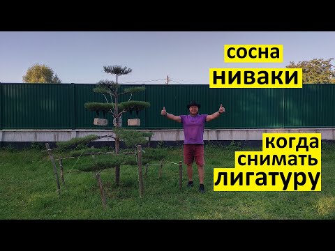 Видео: Когда снимать лигатуру с веток сосны ниваки в стиле котобуки.