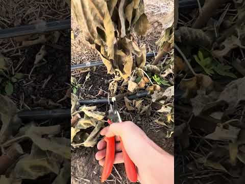 Видео: Осеняя обрезка инжира 2025 #инжир