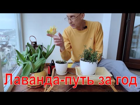 Видео: Лаванда на лоджии с апреля до апреля.