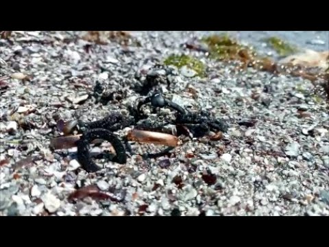 Видео: Шесть часов копал чтоб это все найти! Столько Ювелирных изделий за раз не находил в этом году!!