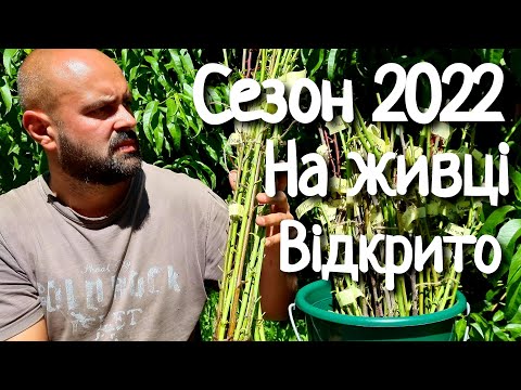 Видео: ПРИЙМАЄМО ЗАМОВЛЕННЯ НА ЖИВЦІ ПЛОДОВИХ ДЕРЕВ