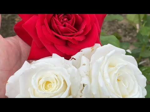 Видео: ЦВЕТЕНИЕ РОЗ 2024💪❤️. О ШИКАРНЫХ СОРТАХ РОЗ 🌹🥰