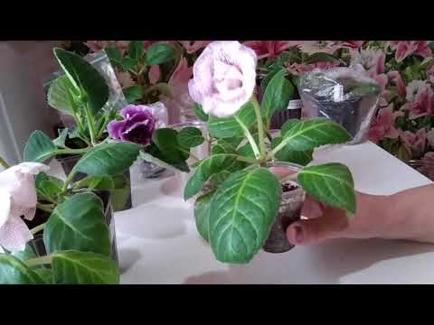Видео: Укоренение листа, ростка и пасынка глоксинии